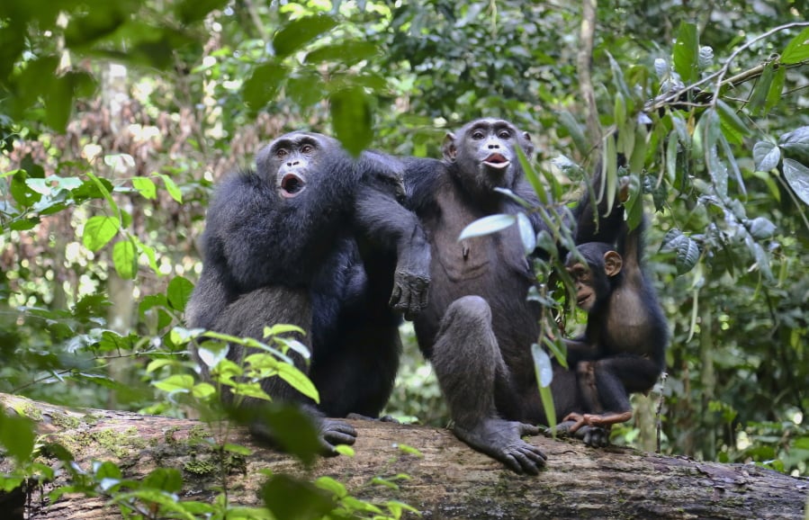 In this undated photo provided by Liran Samuni, chimpanzees in the Taï National Park in the Ivory Coast vocalize with another group nearby. A study released on Thursday, March 6, 2019 highlights the diversity of chimp behaviors within groups -- traditions that are at least in part learned socially, and transmitted from generation to generation.