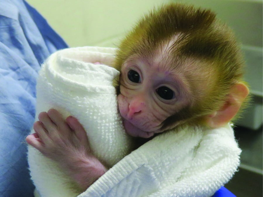A baby monkey named Grady was born from an experimental technology that aims to help young boys undergoing cancer treatment preserve their future fertility. Scientists froze testicular tissue from a monkey that had not yet reached puberty, and later thawed it to produce sperm used for Grady’s conception.
