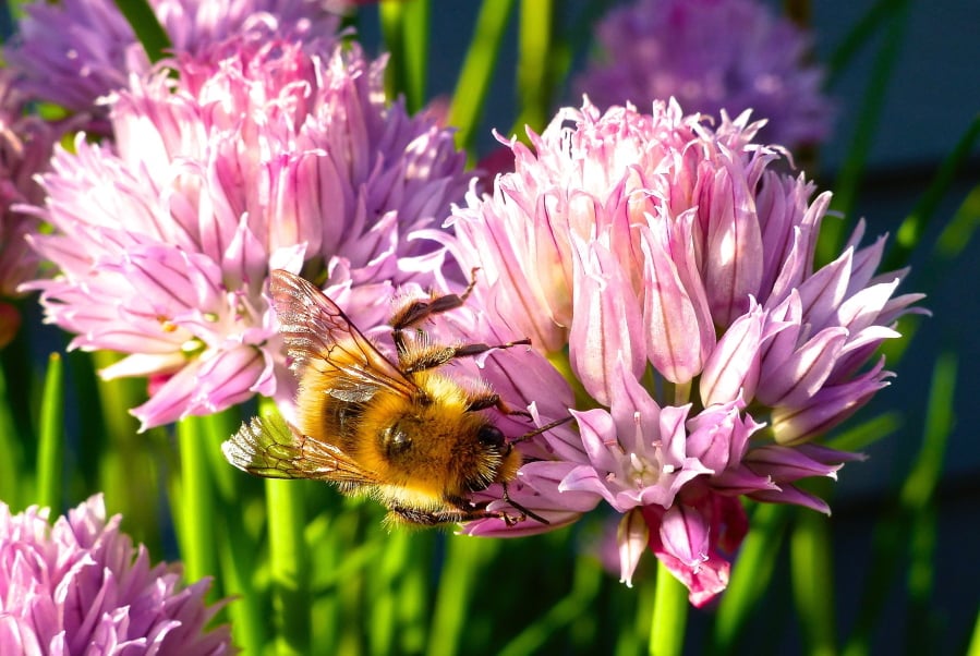This May 20, 2015 photo shows Containerized chive blossoms in a yard near Langley, Wash., which attract a variety of bee species. Gardeners are opting for more herbs in their yards for culinary use but also to attract pollinators.