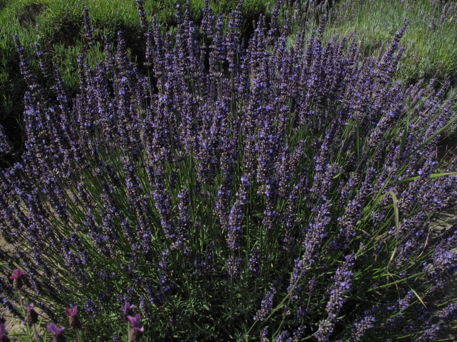 A large clump of lavender in a garden near Langley Dean Fosdick/Associated Press