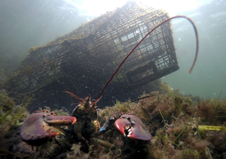 FILE-In this Sept. 3, 2018 file photo, a lobster walks on the ocean floor near a lobster trap off Biddeford, Maine. Maine officials say lobstermen brought more than 119 million pounds (54 million kilograms) of the state’s signature seafood ashore in 2018, with the second-highest value on record. (AP Photo/Robert F.