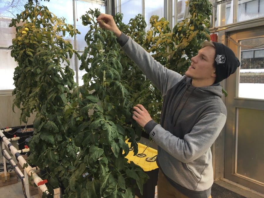 In this Feb. 14, 2019 photo, Colton Welch, a junior at the State University of New York at Morrisville, N.Y., tends hydroponic tomato plants which will provide students with data applicable to cannabis cultivation. The college’s new minor in cannabis studies is among a handful of new university programs aimed at preparing students for careers in marijuana and hemp industries.