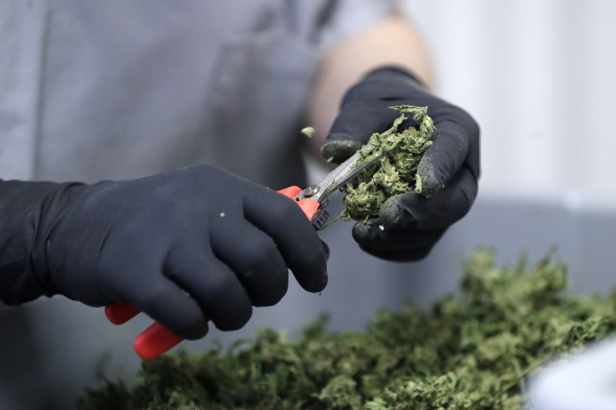 In this Friday, March 22, 2019 photo, Paige Dellafave-DeRosa, a processing supervisor at Compassionate Care Foundation’s medical marijuana dispensary in Egg Harbor Township, N.J., clips leaves off marijuana buds. Lawmakers are poised to vote on making New Jersey the 11th state to legalize recreational marijuana for adults. The Democrat-led Assembly and Senate have scheduled votes on a measure legalizing cannabis for Monday, March 25 though the outcome remains unclear. The votes come after more than a year of mostly back-room wrangling since Democratic Gov. Phil Murphy came into office. Murphy campaigned on legalization, striking a contrast with his predecessor Republican Chris Christie.