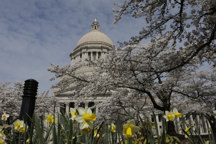 The Capitol dome is seen through cherry blossoms and daffodils on Friday in Olympia.