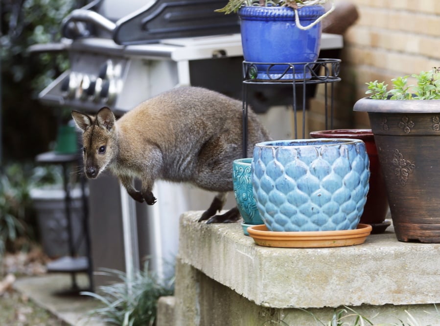 In this Wednesday, March 20, 2019 photo, a wallaby roams on the front porch of a Dallas neighborhood. A neighbor saw the wallaby roaming the neighborhood during his morning walk. The wallaby is native to Australia and New Guinea and part of the same family as kangaroos. Dallas Animal Services announced in a Facebook post Wednesday afternoon that the animal, which they said is named Muggsy, was kept secure until its unidentified owner picked it up.