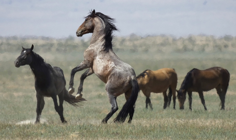 A wild horse jumps among others July 18, 2018, near Salt Lake City.