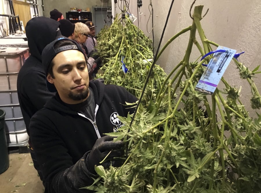 Anthony Uribes processes a marijuana plant with an attached tracking label Feb. 27, 2018, at Avitas marijuana production facility in Salem, Ore.