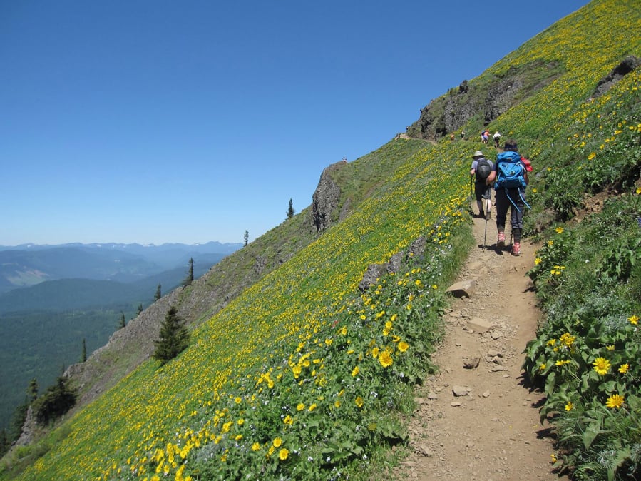 Dog Mountain is a tough hike, but you can see why it’s so very popular in springtime.