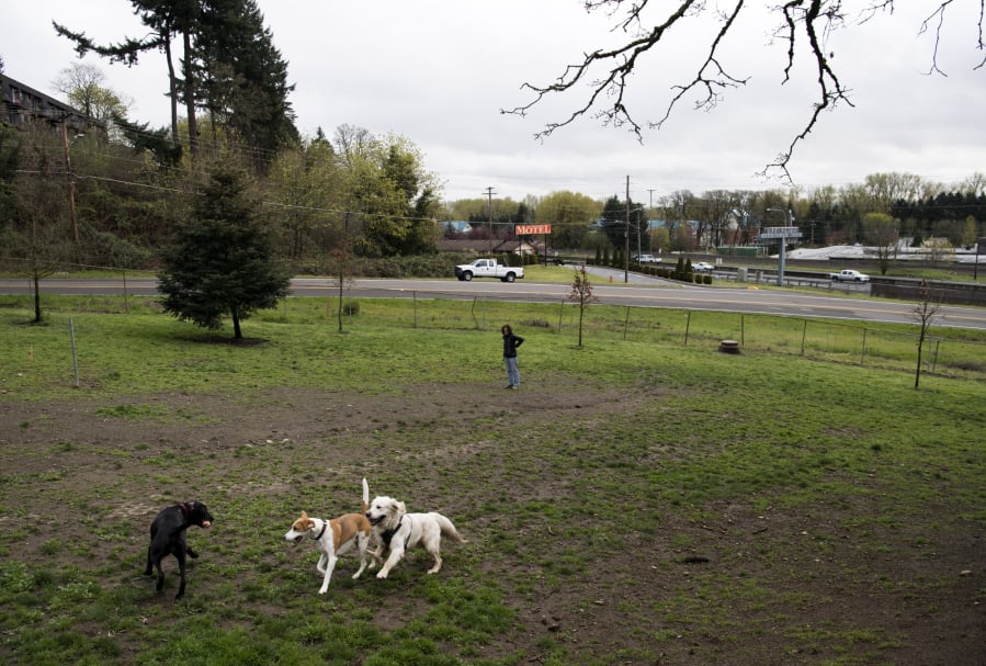Jodi Olson of Portland watches Zia, from left, Goose and Finn play at the unofficial dog park at East Fifth Street and Blandford Drive on Monday afternoon. Olson is a professional dog walker who often comes by the park after picking up Finn from his nearby home.