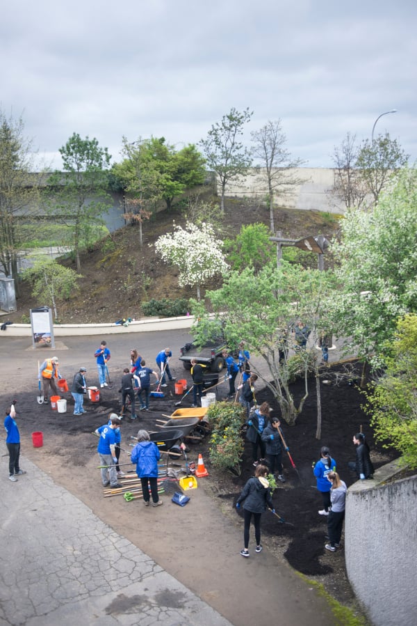 People help spread mulch Saturday on the Confluence Land Bridge in Vancouver as part of an Earth Day event. At top, Mary Altrichter of Vancouver trims a tree on the land bridge.