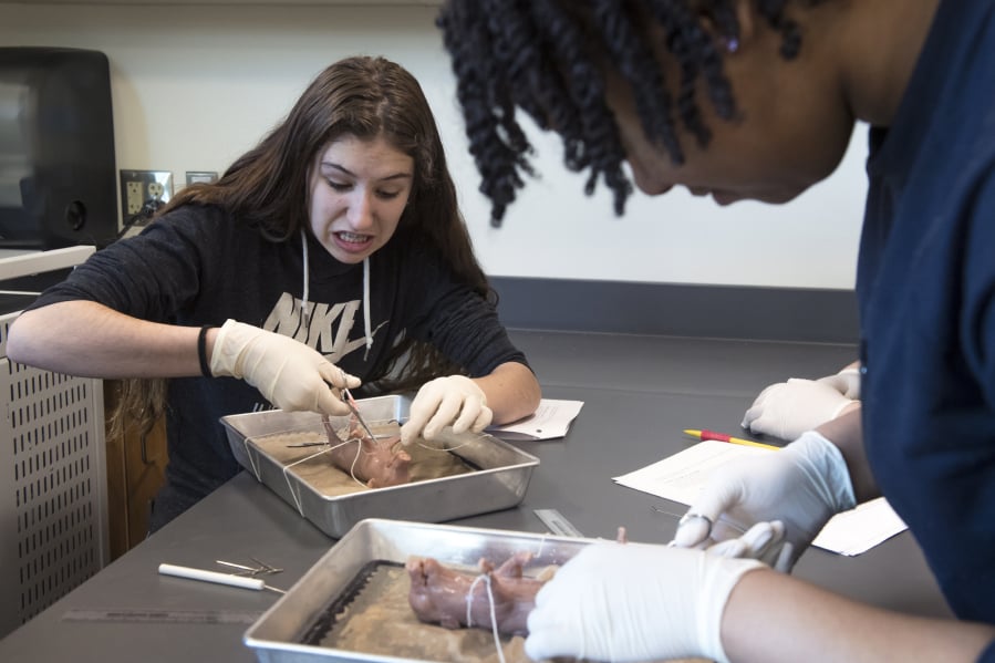 Kamryn Martin, 14, left, reacts to dissecting a fetal pig with Kayalin Smith, 14, during a medical science class at Woodland High School. The class is one of the school’s career and technical education courses offered for students who are interested in a profession in the medical field.