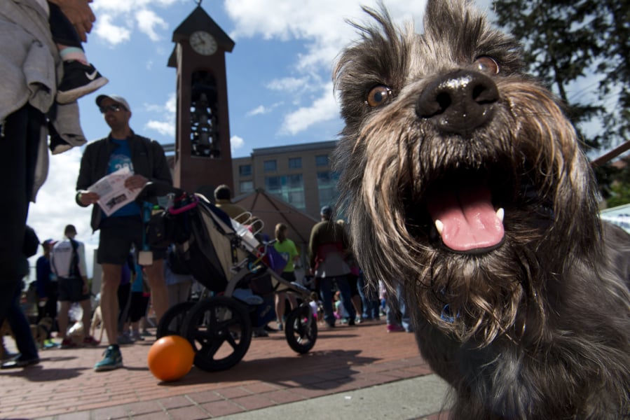 Join the furry fray in Esther Short Park at this year’s Walk/Run for the Animals on May 4.