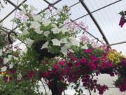 Get beautiful, blooming hanging baskets at Battle Ground High School’s Plant and Greenhouse sale.