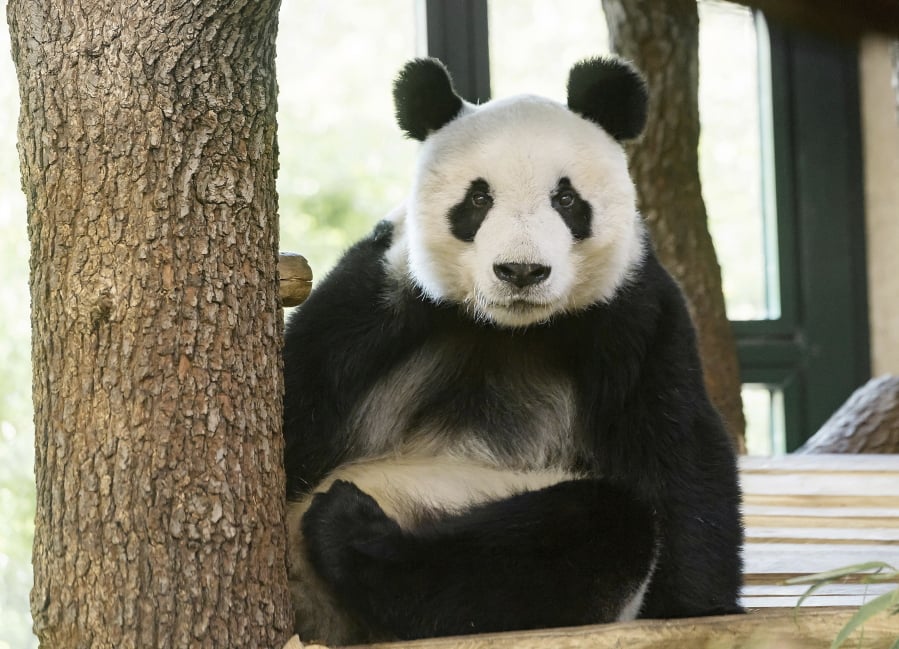 New arrived male panda Yuan Yuan sits in its enclosure in the zoo in Vienna, Austria, Wednesday, April 17, 2019.