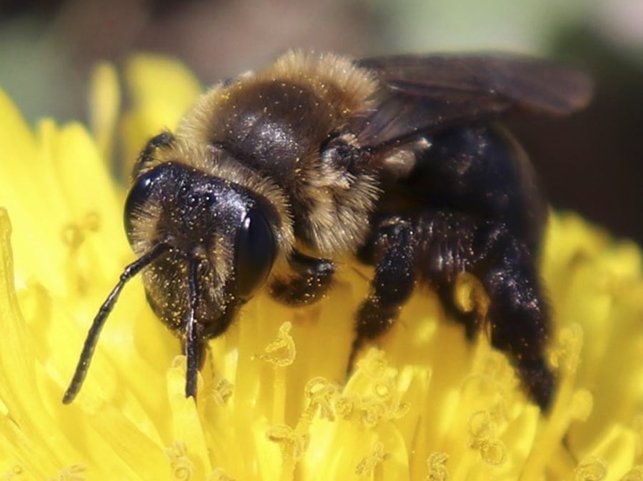 This 2018 photo provided by the University of New Hampshire shows a ground nesting bee pollinating a flower in New Hampshire. The species is one of 14 declining wild bee species identified in a study published in April 2019 by researchers at the university. The new study has found that more than a dozen wild bee species critical to pollinating fruits and vegetables across New England are on the decline.