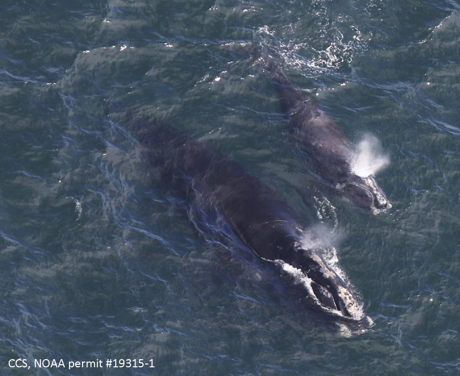 A baby right whale swims with its mother Thursday in Cape Cod Bay off Massachusetts. The North Atlantic right whale is one of the rarest species on the planet.