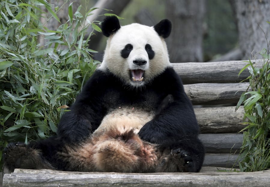 Panda Deutschland