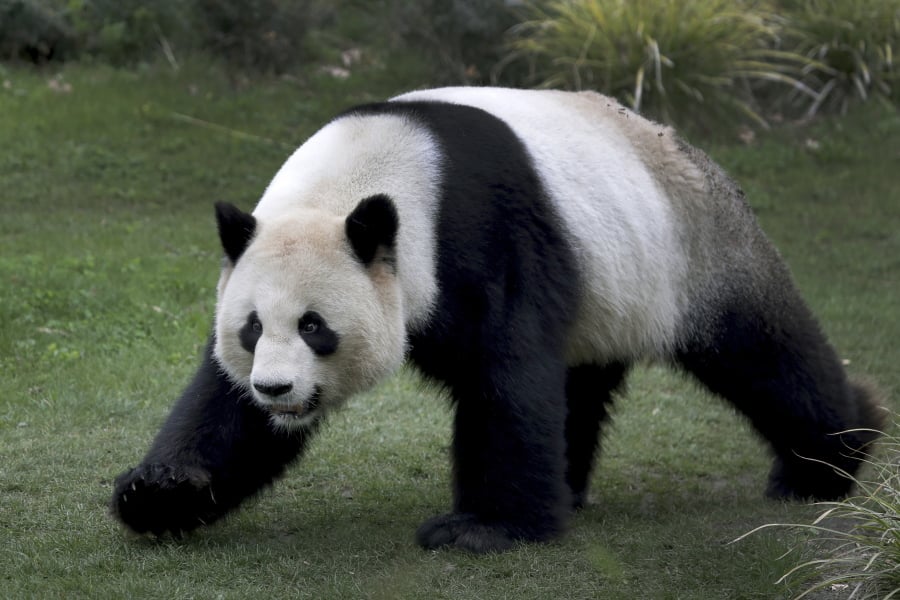 Male panda Jiao Qing walks in its enclosure at the Zoo in Berlin, Germany, Friday, April 5, 2019.