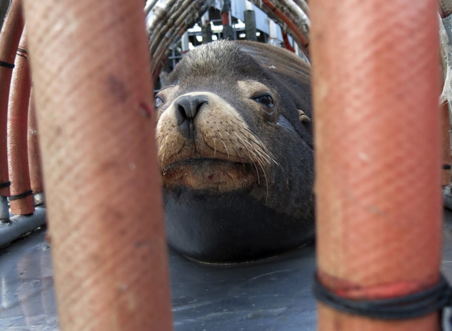 A captured California sea lion peers out from a restraint in March 2018 near Oregon City, Ore., as it is prepared for transport to the Pacific Ocean about 130 miles away. This year, the sea lions are being killed rather than relocated.