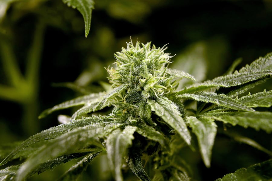 FILE - This March 22, 2019 file photo shows a bud on a marijuana plant at Compassionate Care Foundation’s medical marijuana dispensary in Egg Harbor Township, N.J. U.S. retail sales of cannabis products jumped to $10.5 billion last year, a threefold increase from 2017, according to data from Arcview Group, a cannabis investment and market research firm. The figures do not include retail sales of hemp-derived CBD products.