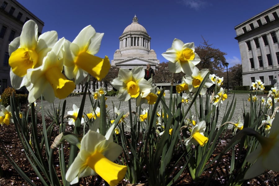 Daffodils bloom Tuesday at the Capitol in Olympia. (Ted S.