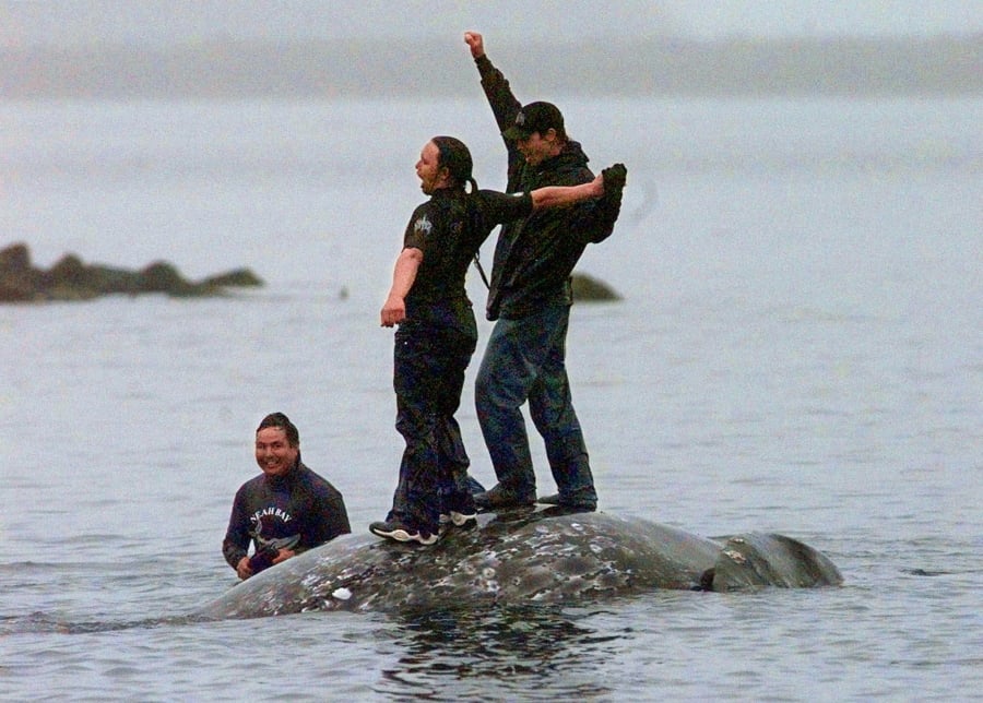Two Makah Indian Tribe whalers stand atop the carcass of a dead gray whale moments after helping tow it close to shore May 17, 1999, in the harbor at Neah Bay. Earlier in the day, Makah members hunted and killed the whale in their first successful hunt since voluntarily quitting whaling more than 70 years earlier.