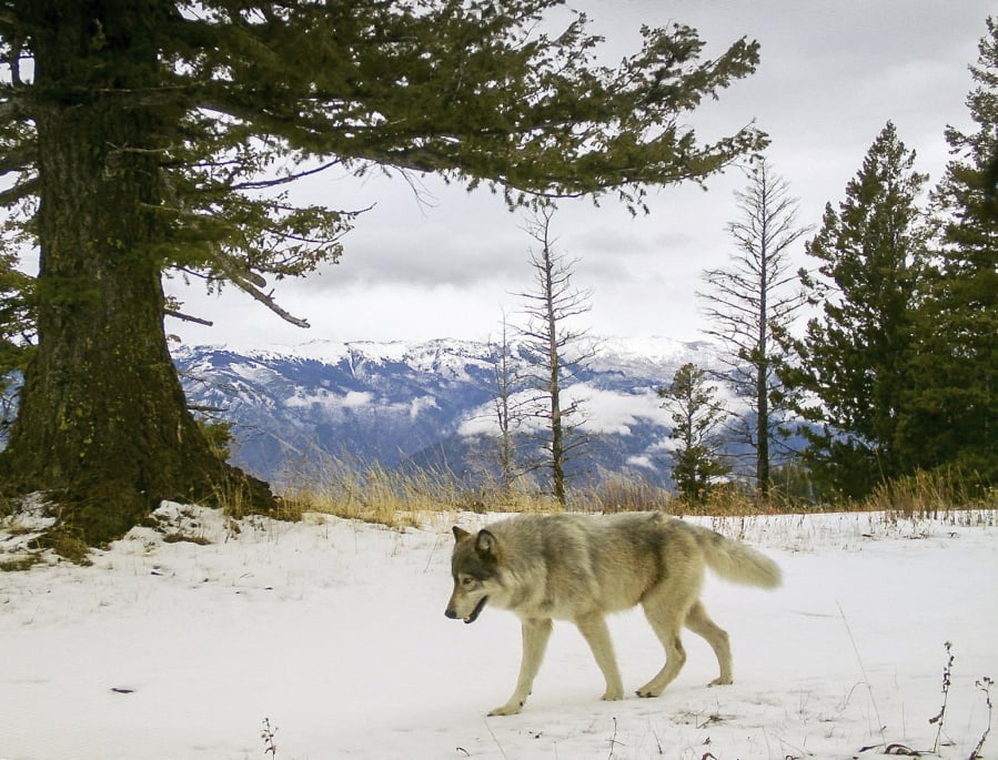 A wolf from the Snake River Pack passes by a remote camera on Dec. 4, 2014 in eastern Wallowa County, Ore.