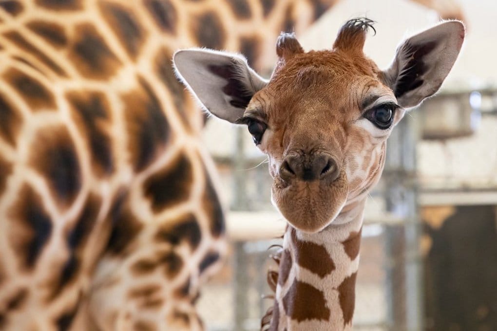 Woodland Park Zoo’s newest giraffe was born Thursday morning to 12-year-old Olivia. Mom and baby remain in the off-view barn for quiet nursing and bonding.
