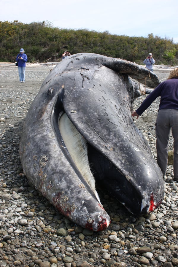 Biologists and volunteers examine a dead gray whale on April 23, 2012, at Camano Island. Since January, at least 37 dead whales have been discovered along the West Coast.