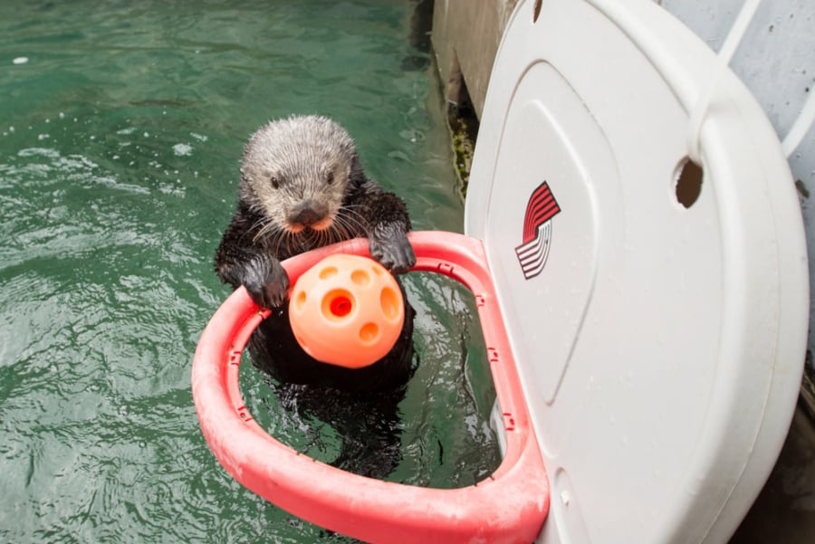 Juno, a 5-year-old rescued southern sea otter, risks being called for a technical foul for hanging on the rim at the Oregon Zoo.