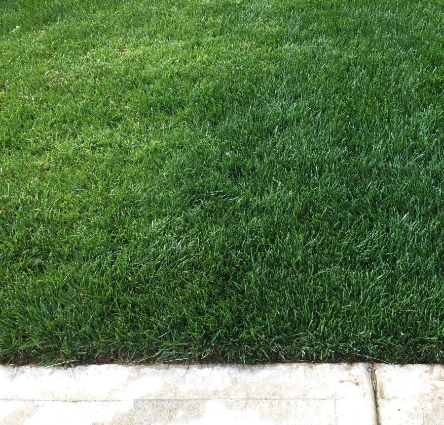 The darker green lawn on the left is mowed at a 1 inch height, while the lawn on right, mowed at a 2 inch height, is thicker.