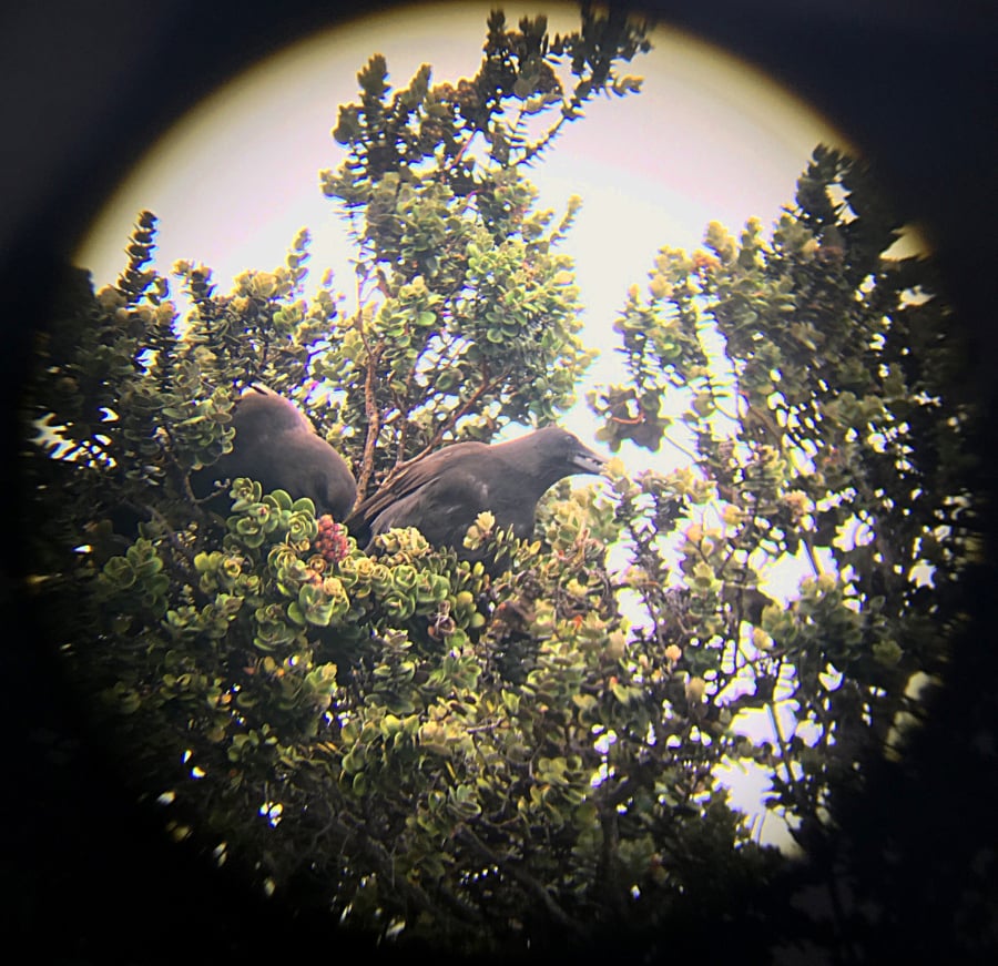 In a photo taken through binoculars, two released alala, a species of native Hawaiian crow extinct in the wild, can be seen in a nest. It’s a vital first step toward bringing back a wild population of the critically endangered birds.