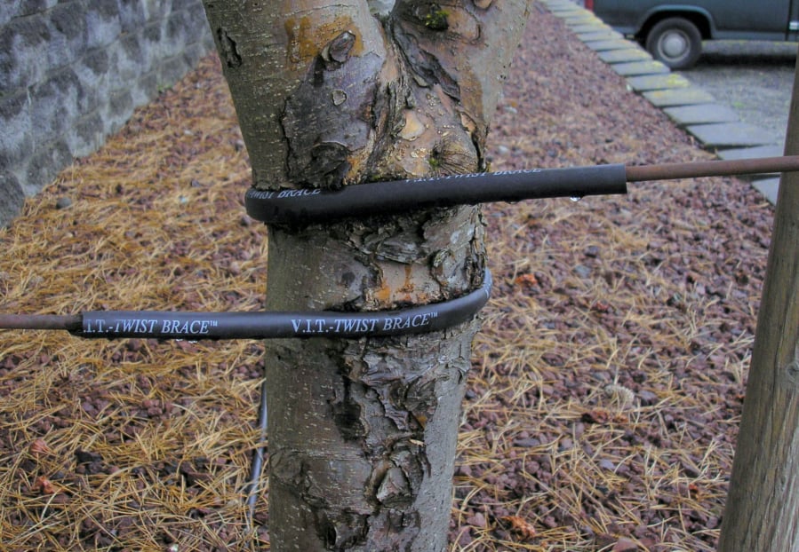 A tree tie and stake that has been left on too long will cut into bark.