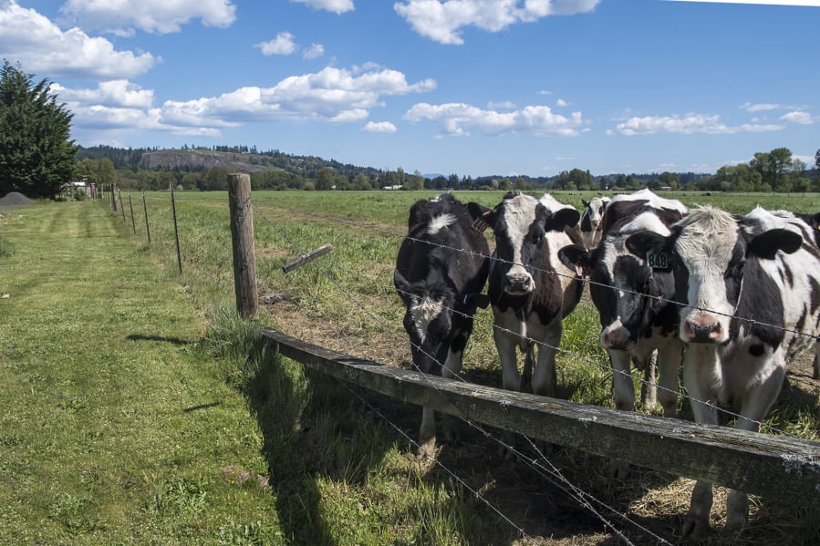 Cows graze in a pasture in Woodland Bottoms that could be slated for development if Woodland city councilors decide to expand the city’s urban growth boundary.