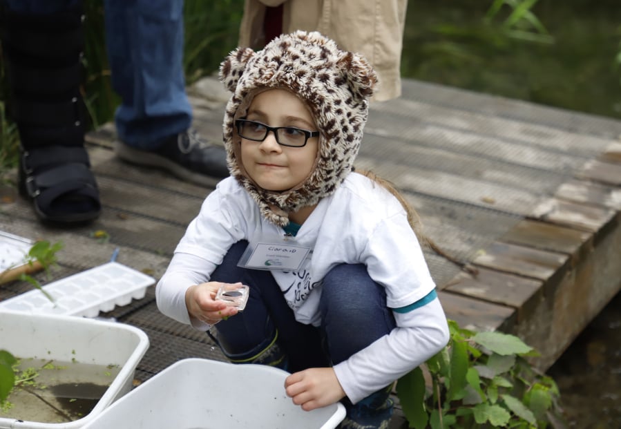 Volunteer Ciara Downey, 7, holds a sample from a stream at Columbia Springs in Vancouver. Family Nature Day is held on the last Saturday of every month through October. At top, Ciara displays a crayfish collected from a stream.