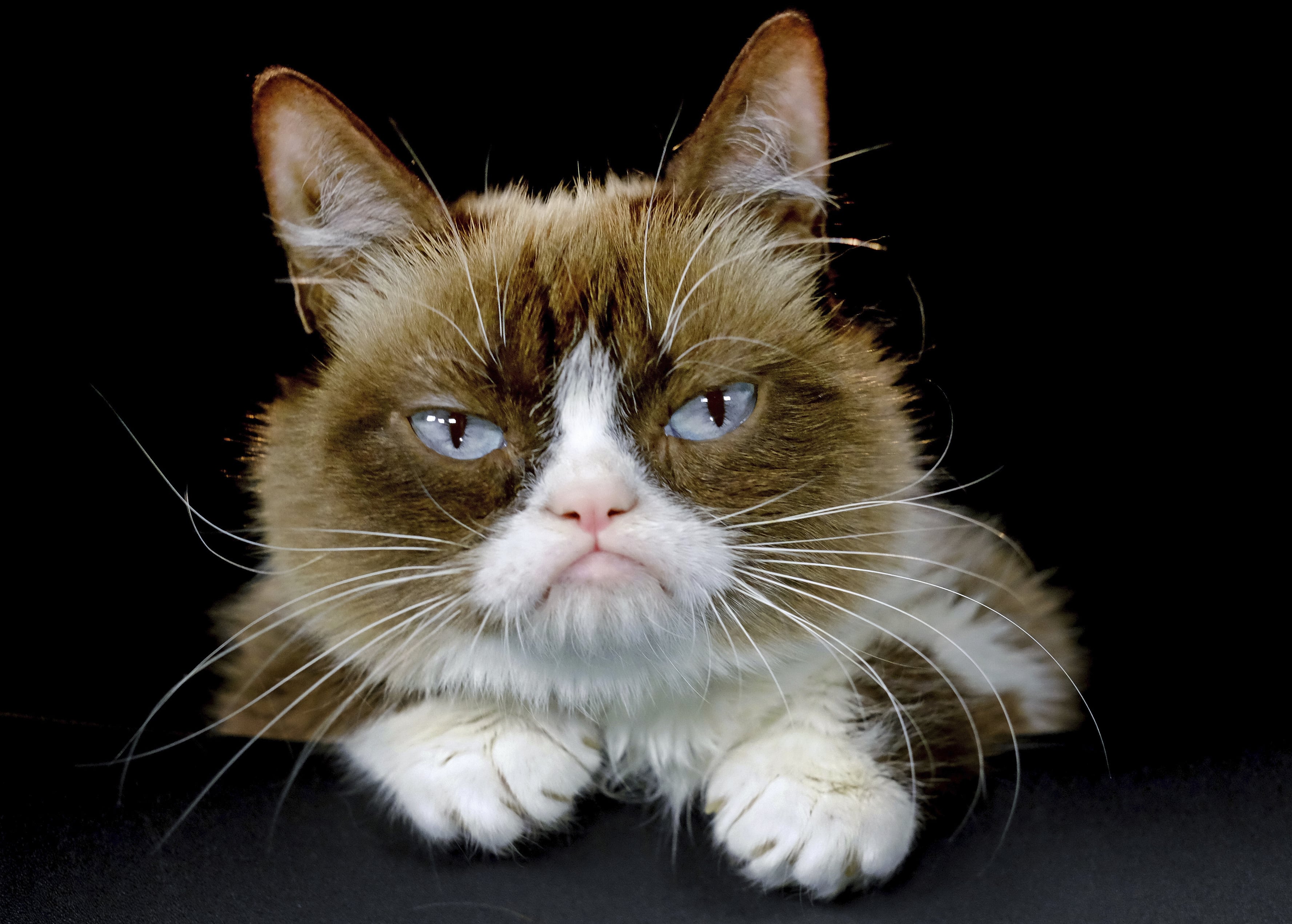 FILE - This Dec. 1, 2015 file photo shows Grumpy Cat posing for a photo in Los Angeles. Grumpy Cat, whose sour puss became an internet sensation, has died at age 7, according to her owners. Posting on social media Friday, May 17, 2019, her owners wrote Grumpy experienced complications from a urinary tract infection and “passed away peacefully” in the arms of her mother on Tuesday, May 14.