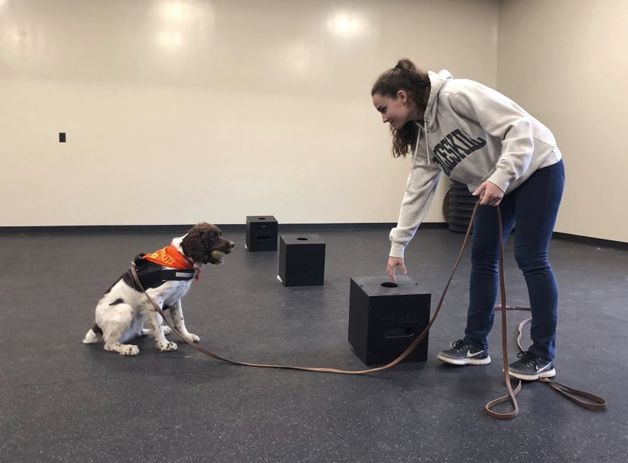 In this May 7, 2019 photo, student Jessie Show works with Luna, a springer spaniel whom she has trained to sniff out a fungus sample placed in a scent box at the State University of New York, Cobleskill, in Cobleskill, N.Y. Cobleskill’s canine program was a major deciding factor in choosing a college, said Show, who grew up near Scranton, Pennsylvania. She said she plans to train service dogs for people with physical handicaps.