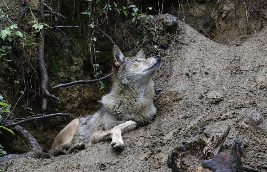 A red wolf takes a look around its habitat at the Museum of Life and Science in Durham, N.C., on Monday, May 13, 2019. With less than three dozen roaming the forests of North Carolina, the red wolf has seen its numbers crash in recent years, putting it in the most precarious position of any wolf species in the U.S.