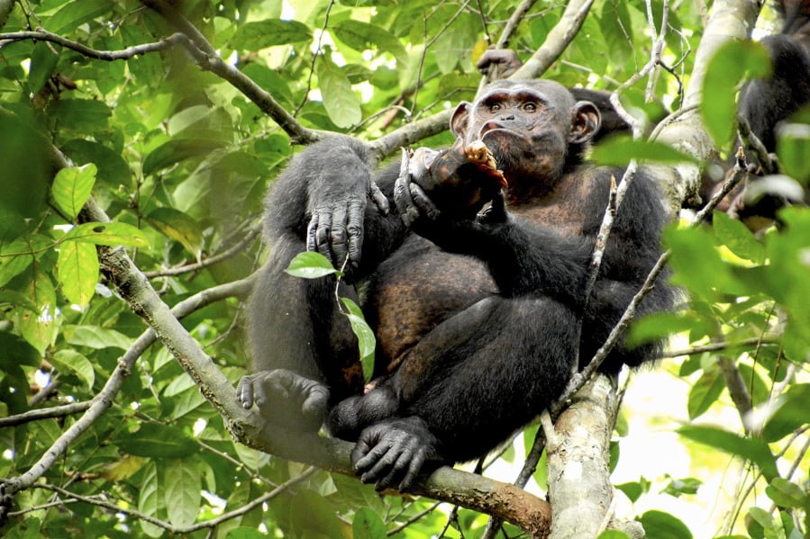 A wild chimpanzee eats a tortoise, whose hard shell was cracked against tree trunks so the meat could be scooped out at the Loango National Park in Gabon on Monday. Researchers said Thursday they spotted the unusual behavior dozens of times in a group of chimps at the park.