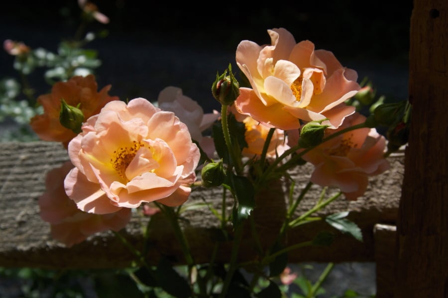 This June 3, 2011 photo shows shrub roses growing alongside a split rail fence near New Market, Va. These relatively new rose hybrids are generally healthier, more free flowering, easier to prune and more drought and winter hardy than their old-rose predecessors.
