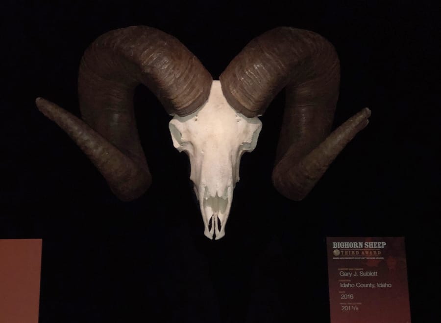 The skull and horns of a Rocky Mountain bighorn sheep, displayed at the Wonders of Wildlife National Museum and Aquarium in Springfield, Mo. The Idaho Department of Fish and Game will not recognize as a state record a bighorn sheep killed nearly three years ago by a Nez Perce Tribe member because the agency says the ram was shot in violation of state hunting rules.