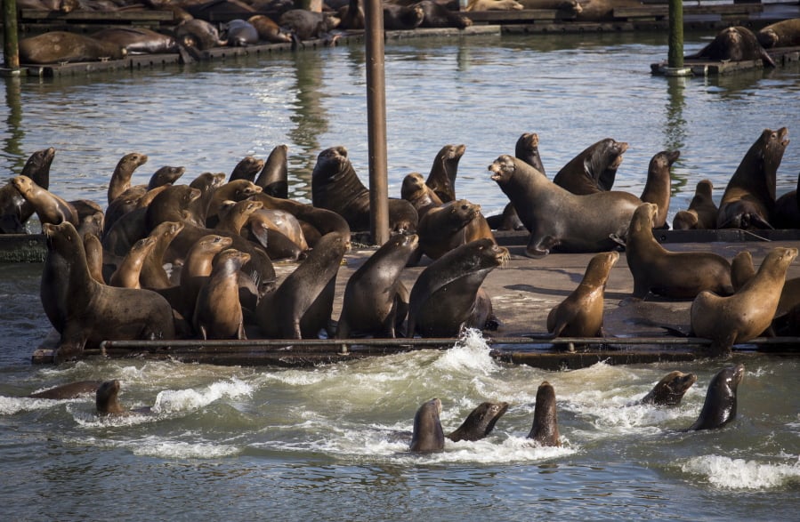 Seals and California sea lions gather in June 2015 on the docks of the East End Mooring Basin in Astoria, Ore. A big rebound in the sea lion population along the West Coast in recent years has created a battle to wrangle the protected animals.