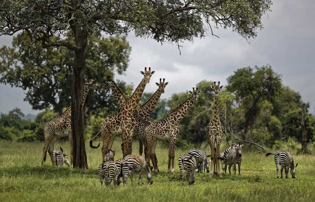 In this March 20, 2018, file photo, giraffes and zebras congregate under the shade of a tree in the afternoon in Mikumi National Park, Tanzania. The United Nations will issue its first comprehensive global scientific report on biodiversity on Monday, May 6, 2019. The report will explore the threat of extinction for Earth’s plants and animals.