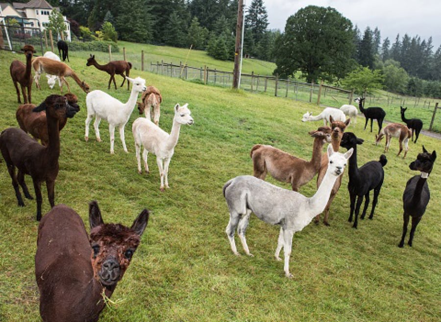 See dozens of adorable alpacas and learn how alpaca fleece is made into yarn (plus buy soft, warm alpaca fiber products) at the annual Sheared Delights Alpaca Fiber Festival on May 18 and 19.