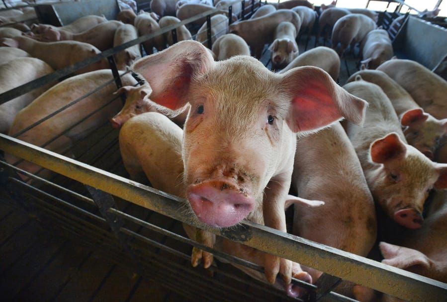 A curious pig looks at visitors to the barn on one of the Silky Pork farms in Duplin County in a 2014 file image.