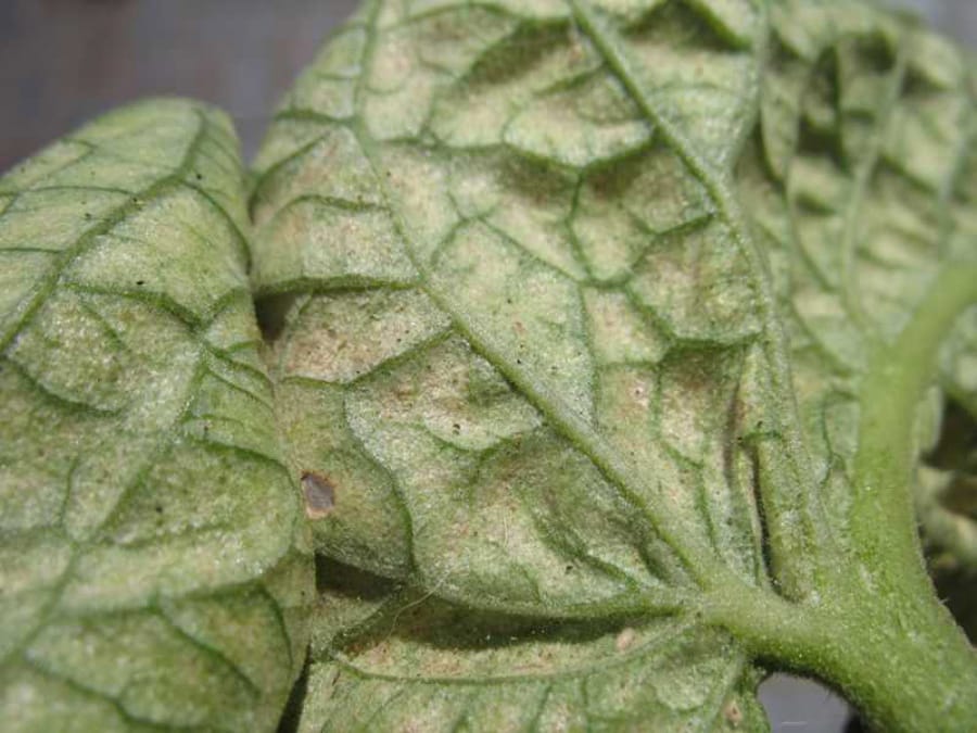 Spider mite damage on the underside of tomato leaves.