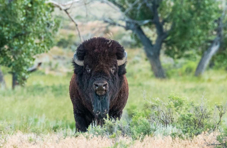 A bison roams Montana’s American Prairie Preserve, an area conservationists are restoring from grazing land to a prairie ecosystem. It spans nearly 500,000 acres, but the plan is for more than 3 million acres to be part of the reserve.