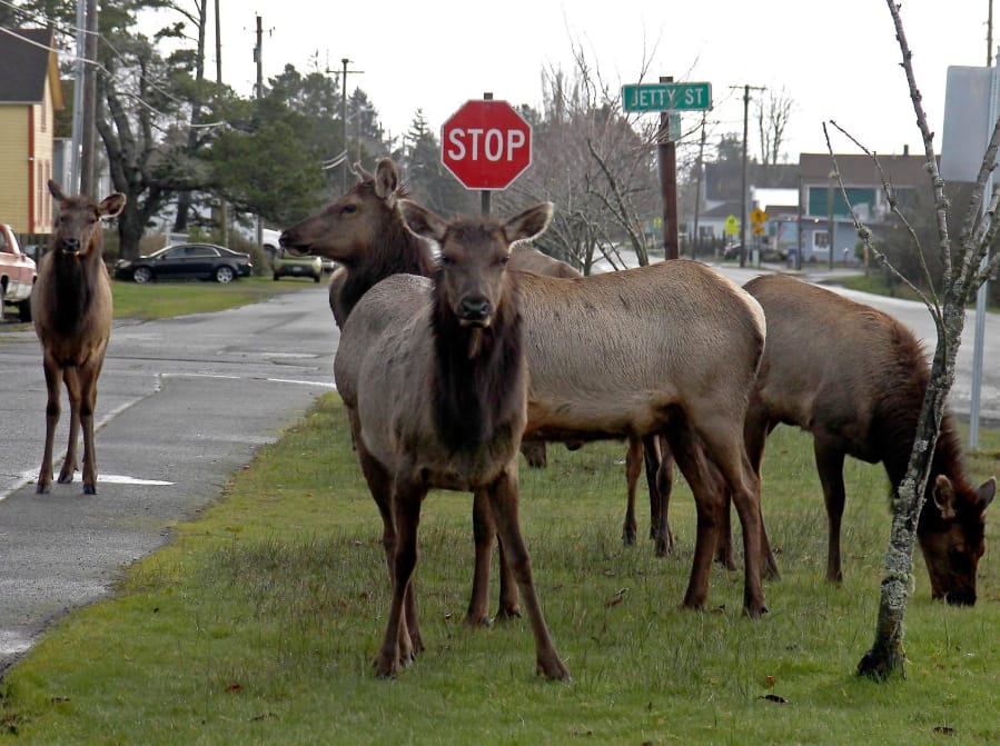 A herd of elk graze on a median in Hammond, Ore. Oregon wildlife managers plan to streamline policies to address problem elk following a recent run-in with an aggressive elk in Hammond.