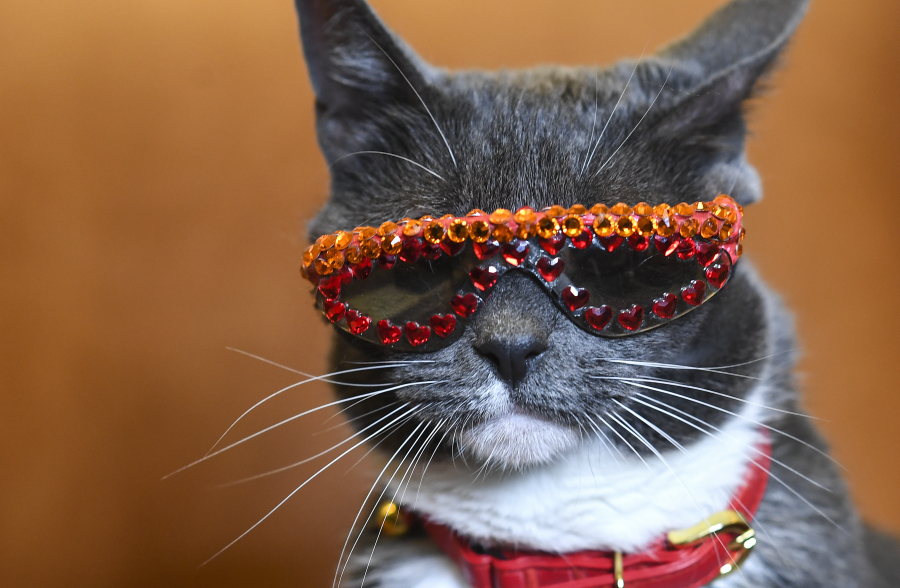 Bagel, a.k.a., Sunglass Cat, was born without eyelids and wears bedazzled sunglasses to protect her eyes from dust and debris. MUST CREDIT: Washington Post photo by Toni L.