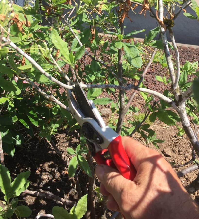 Normal pruning: Cut just above a side branch.